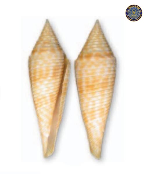Conus kantanganus