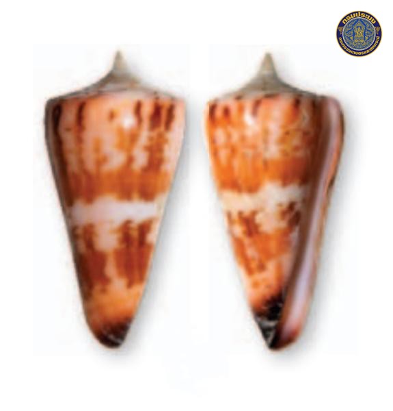 Conus krabiensis