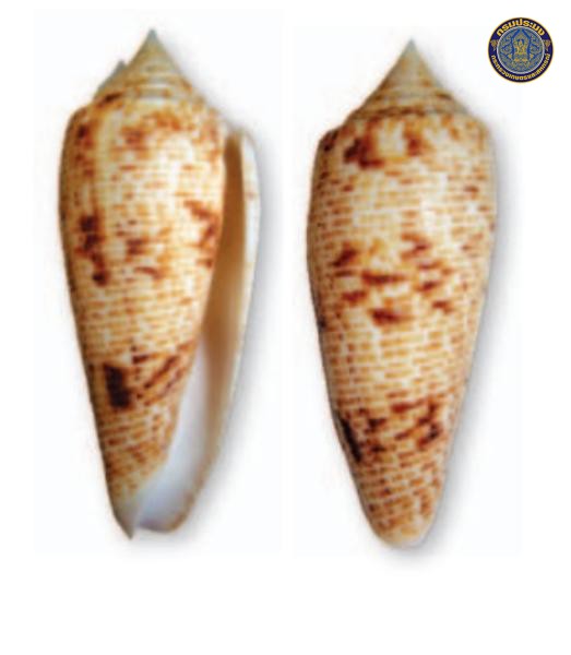 Conus patamakanthini
