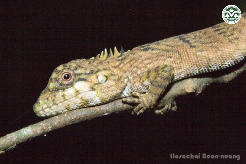 Pseudocalotes khaonanensis