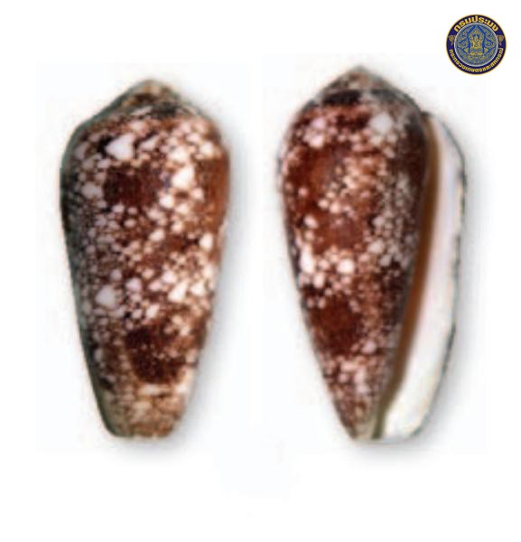 Conus patonganus