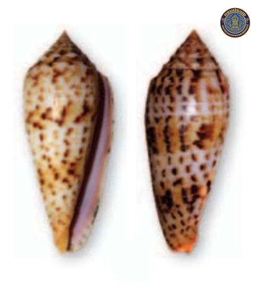 Conus phuketensis