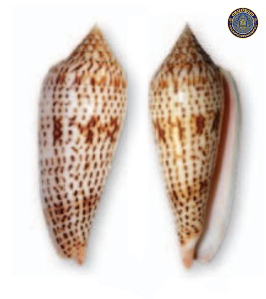 Conus ranonganus