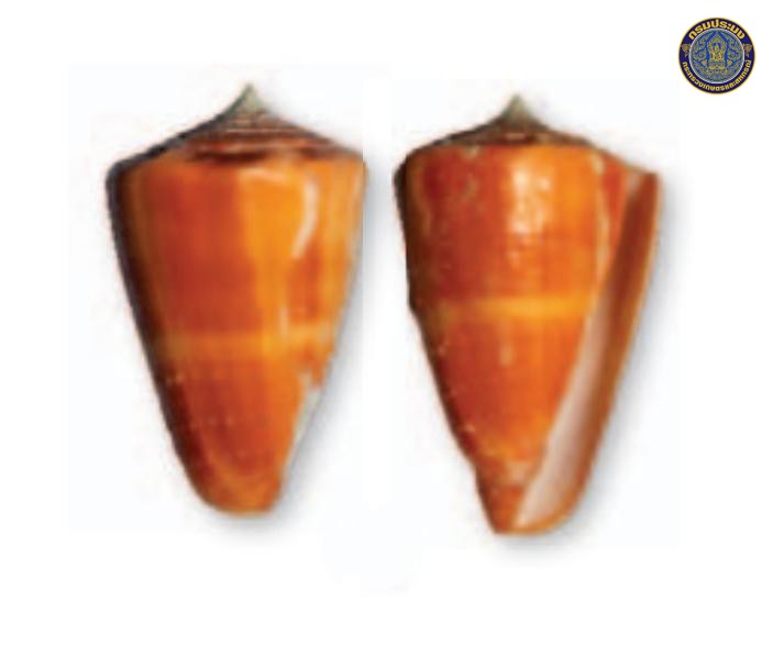 Conus rawaiensis