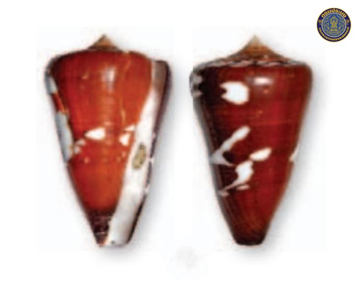 Conus thailandis