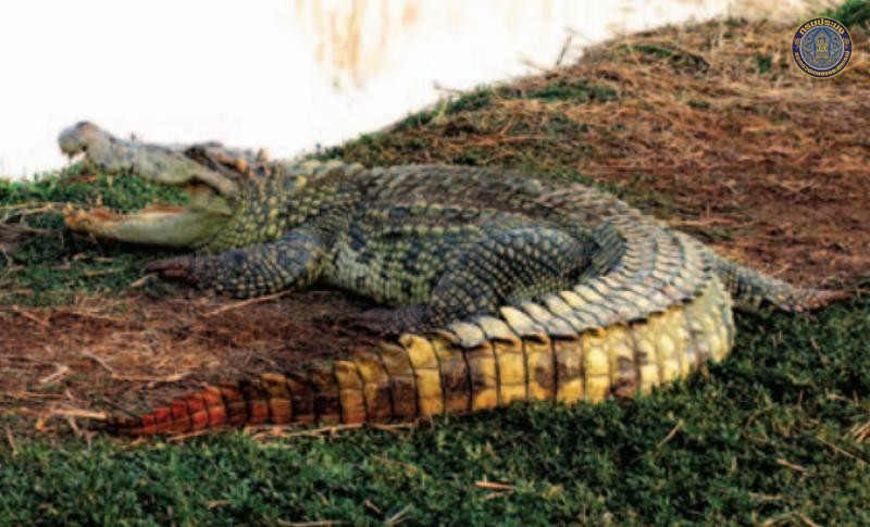 Crocodylus siamensis
