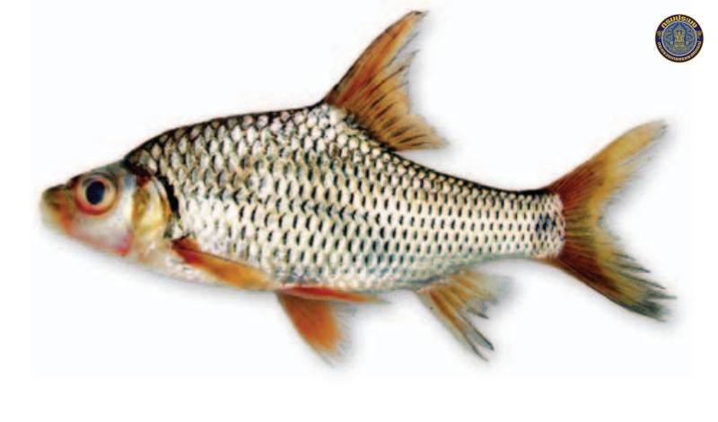 Cyclocheilichthys lagleri