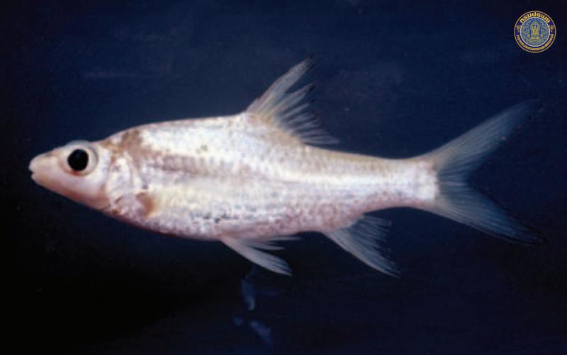 Cyclocheilicthys tapiensis