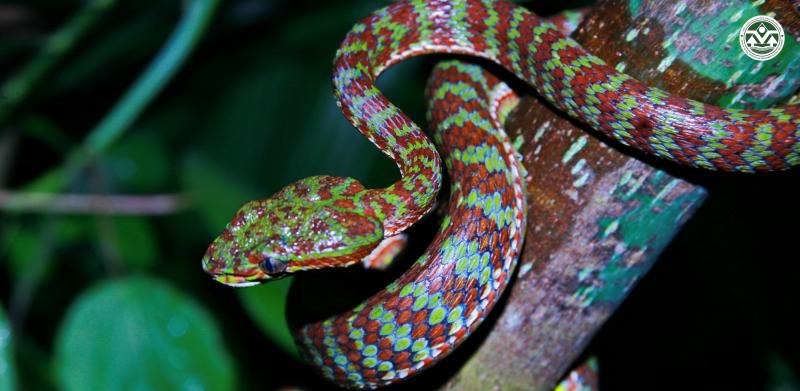Trimeresurus phuketensis