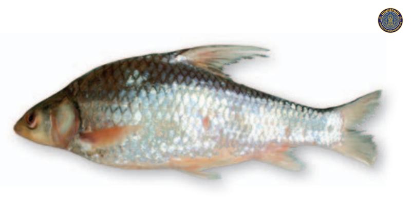 Cyclocheilos furcatus
