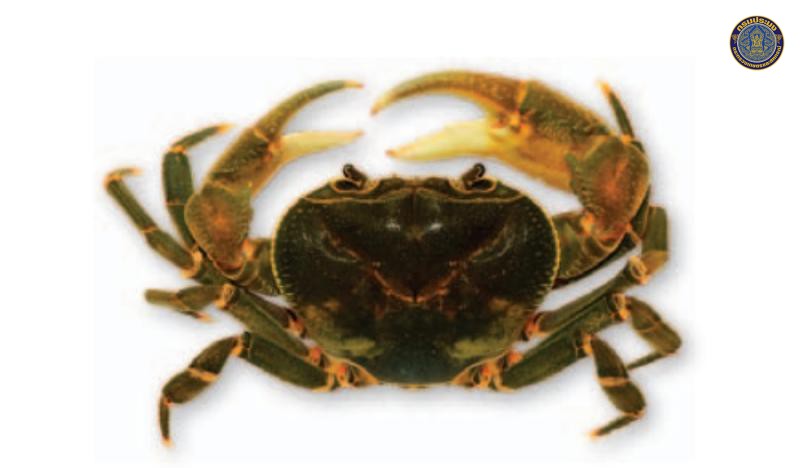 Demanietta renongensis