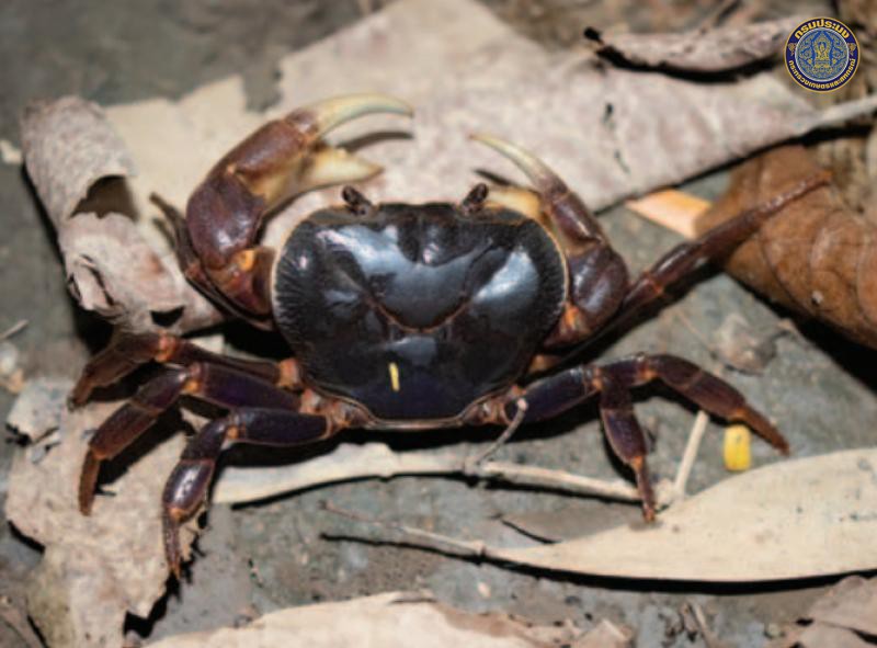 Demanietta suanphung