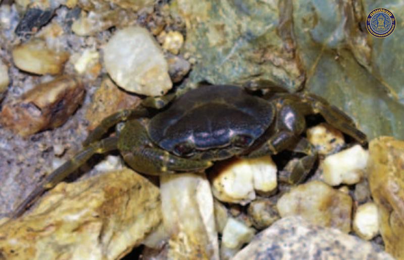 Demanietta tritrungensis