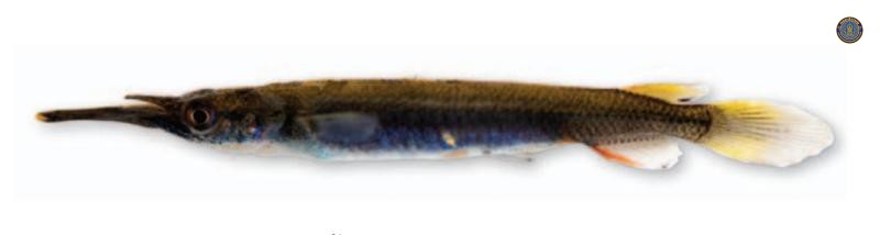 Dermogenys siamensis