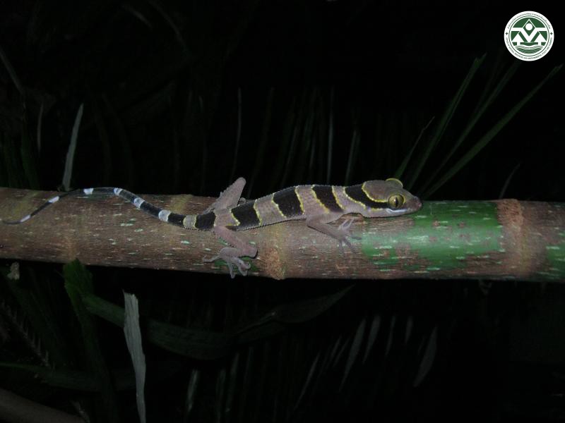 Cyrtodactylus phuketensis