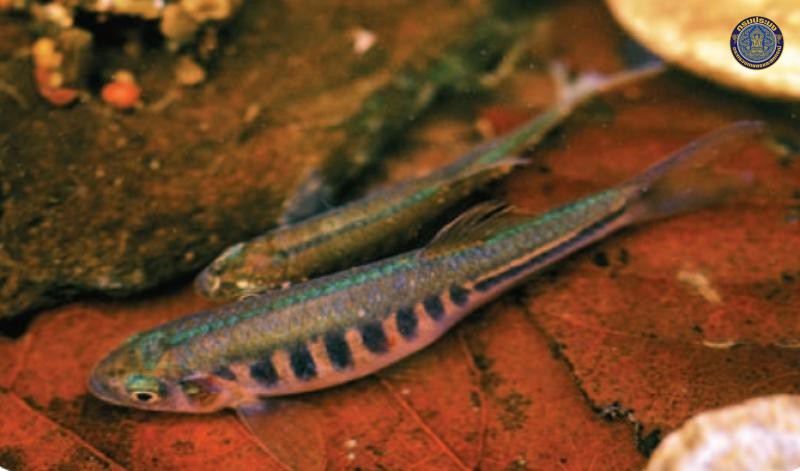 Devario maetaengensis