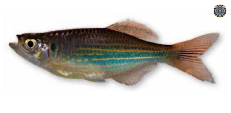 Devario suvatti