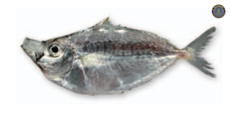 Deveximentum indicium
