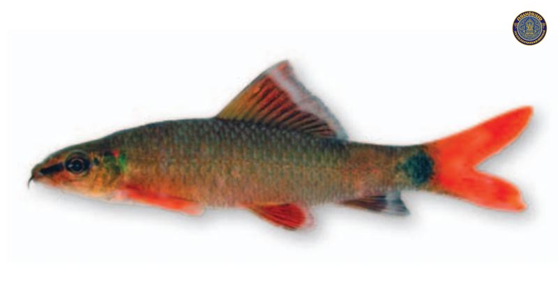 Epalzeorhynchos munense
