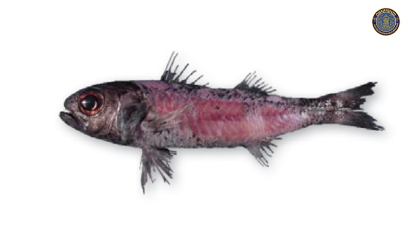 Epigonus thai