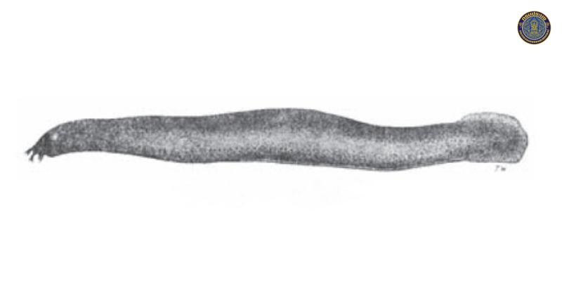 Eptatretus indrambaryai