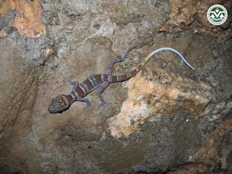 Cyrtodactylus chanhomeae