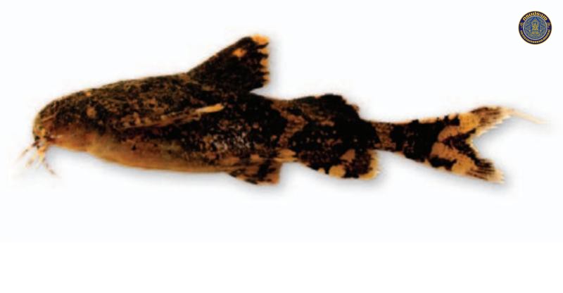 Erethistes maesotensis