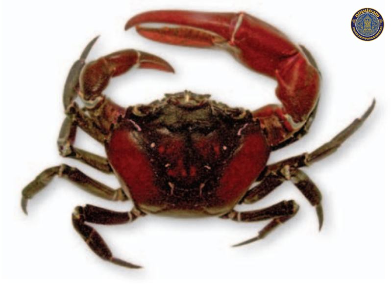 Esanthelphusa dugasti