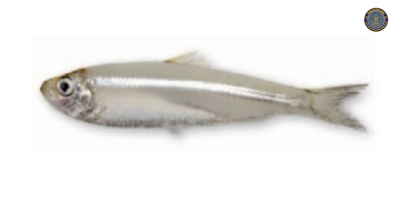 Escualosa elongata
