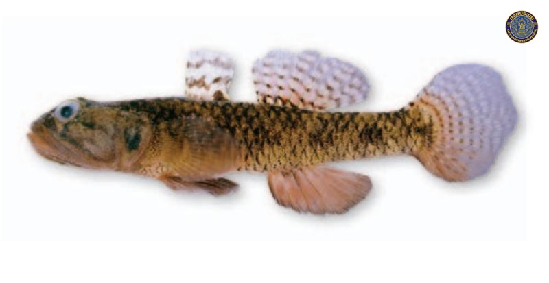 Eugnathogobius siamensis