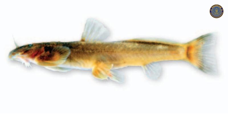 Exostoma peregrinator