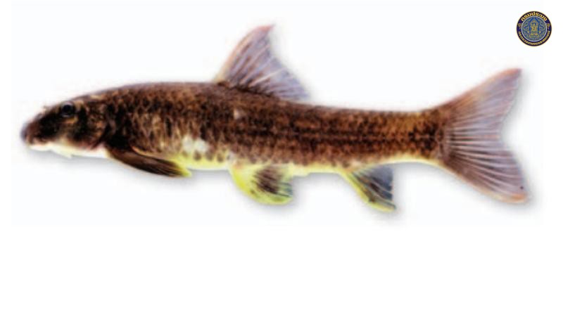 Garra fluviatilis