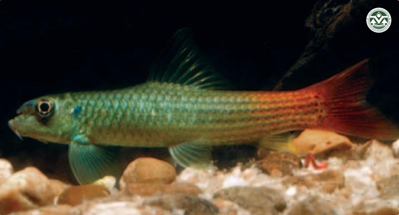 Garra panitvongi