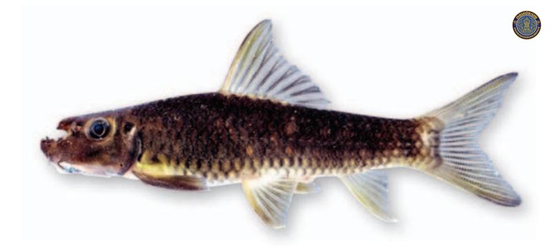 Garra surinbinnani