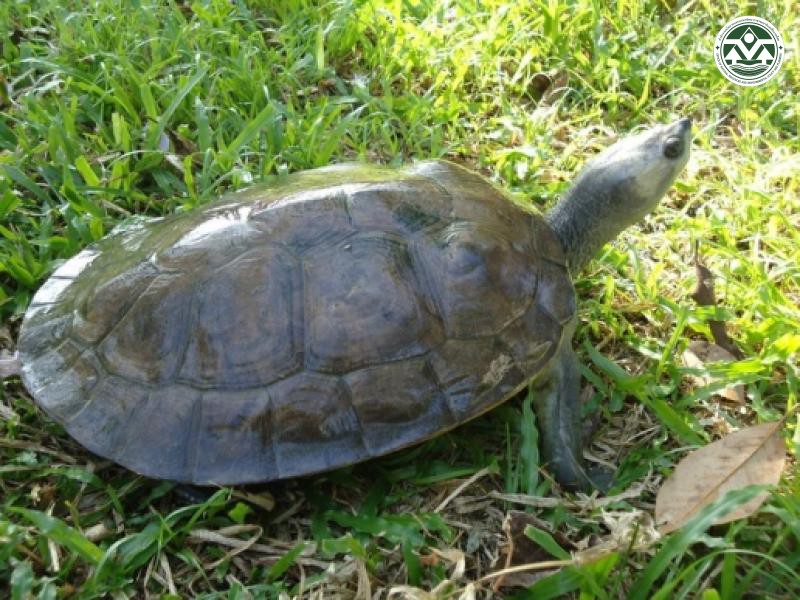 Batagur affinis