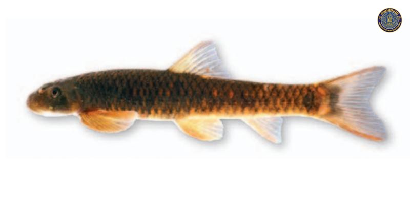 Garra waensis