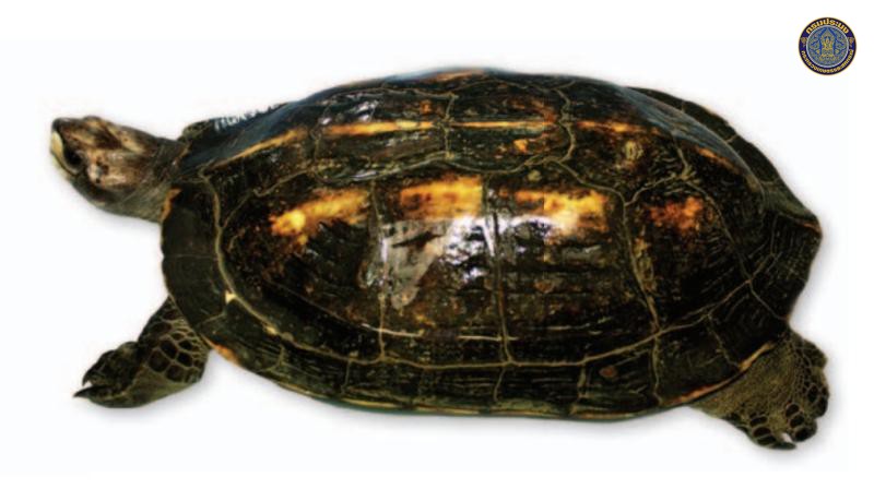 Geoemyda trijuga