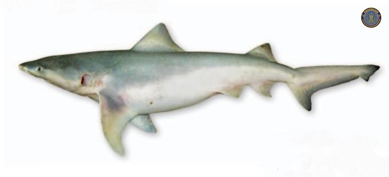 Glyphis siamensis