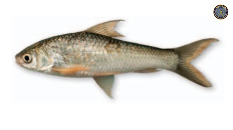 Gymnostomus siamensis
