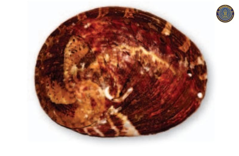 Haliotis patamakhanthini