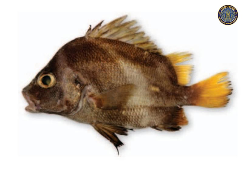 Hapalogenys merguiensis