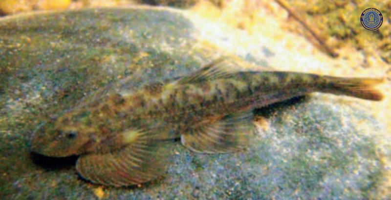 Hemimyzon nanensis