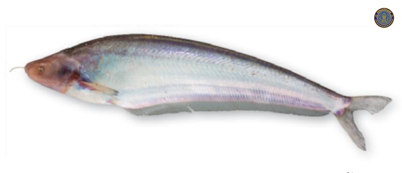 Hemisilurus mekongensis