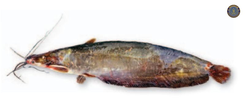 Heteropneustes kemrattensis