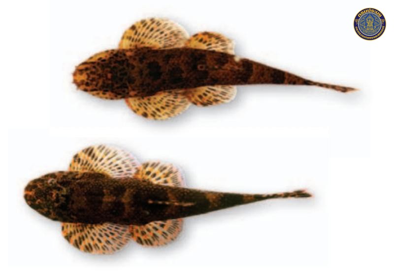 Homalopteroides smithi