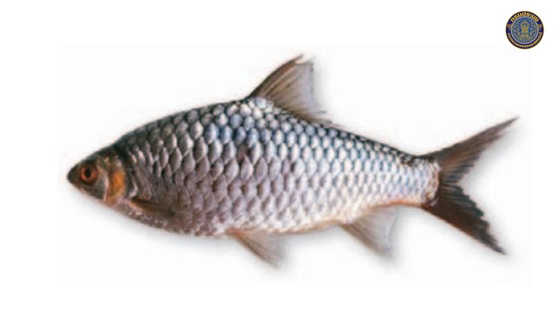 Hypsibarbus salweenensis