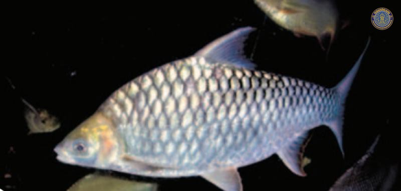 Hypsibarbus suvattii