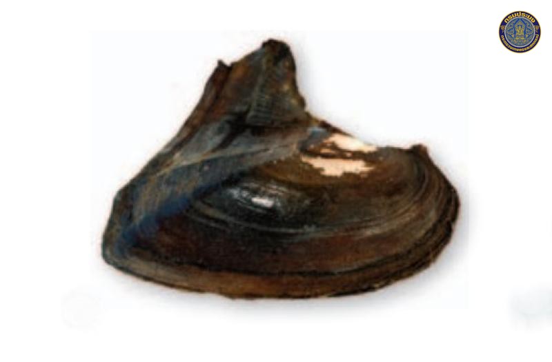 Hyriopsis khoratensis