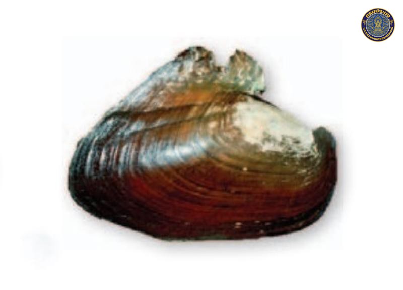 Hyriopsis phuphanensis
