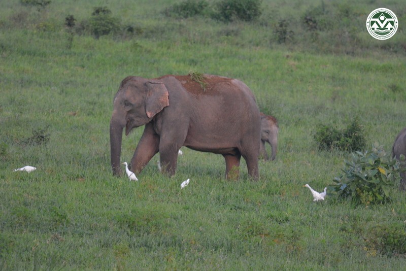 Elephas maximus